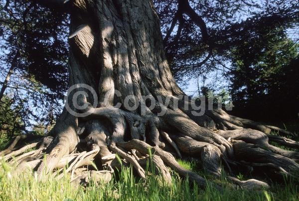 Yellow blooms; Evergreen; Needles or needle-like leaf; North American Native