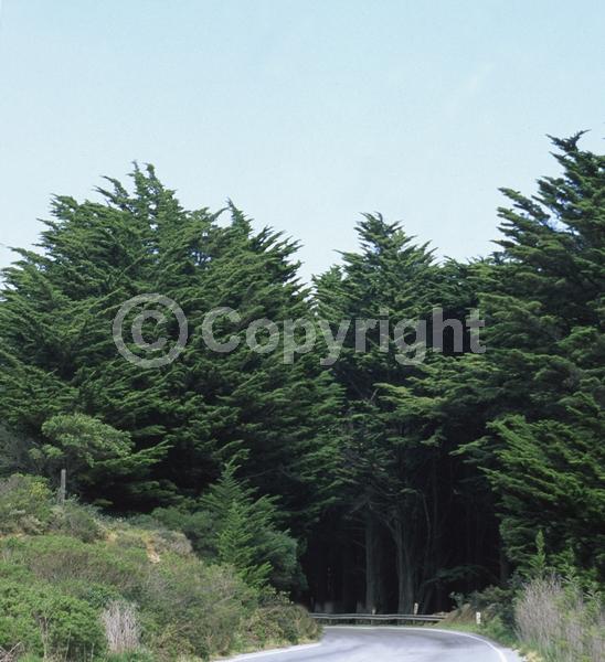 Yellow blooms; Evergreen; Needles or needle-like leaf; North American Native