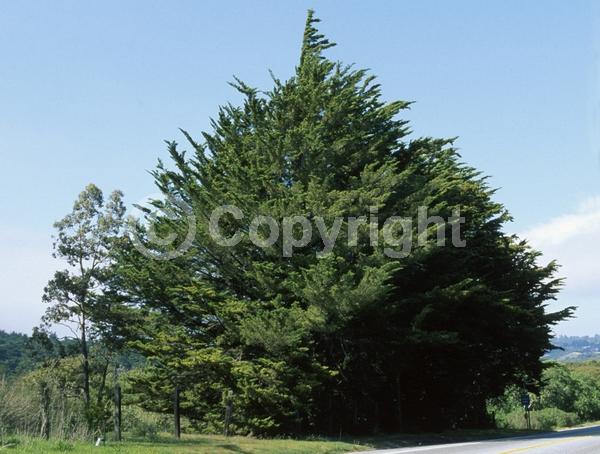Yellow blooms; Evergreen; Needles or needle-like leaf; North American Native