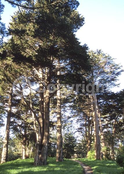 Yellow blooms; Evergreen; Needles or needle-like leaf; North American Native
