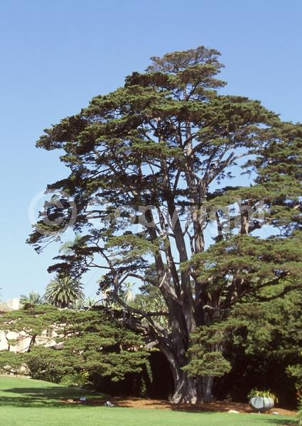 Yellow blooms; Evergreen; Needles or needle-like leaf; North American Native