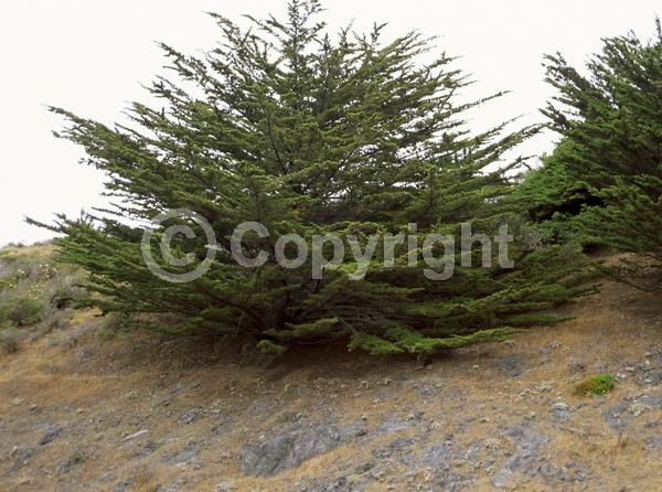 Yellow blooms; Evergreen; Needles or needle-like leaf; North American Native