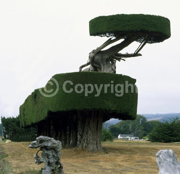 Yellow blooms; Evergreen; Needles or needle-like leaf; North American Native