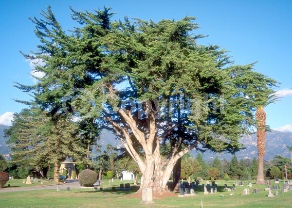Yellow blooms; Evergreen; Needles or needle-like leaf; North American Native
