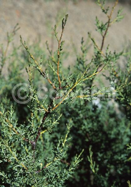 Evergreen; North American Native