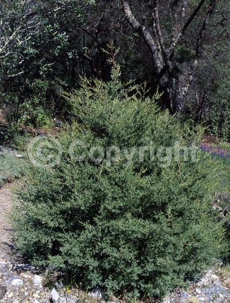 Evergreen; North American Native