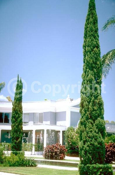 Unknown blooms; Evergreen; Needles or needle-like leaf