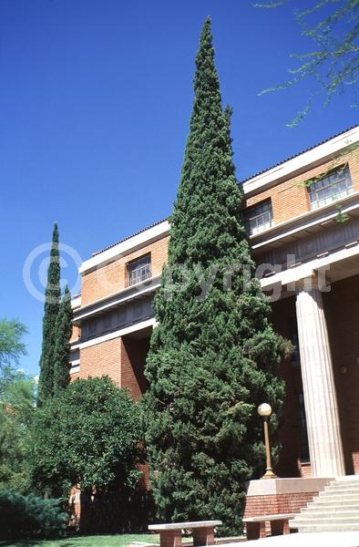 Unknown blooms; Evergreen; Needles or needle-like leaf