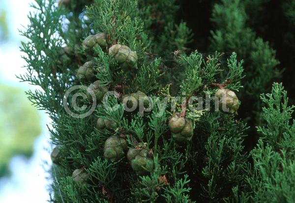 Unknown blooms; Evergreen; Needles or needle-like leaf