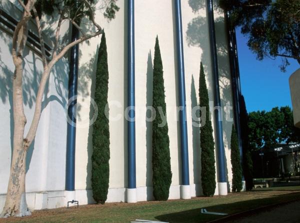 Unknown blooms; Evergreen; Needles or needle-like leaf