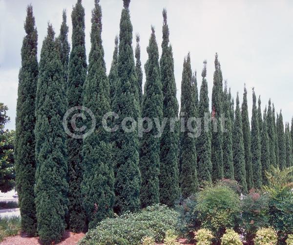 Unknown blooms; Evergreen; Needles or needle-like leaf
