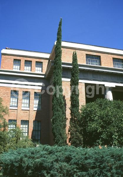 Unknown blooms; Evergreen; Needles or needle-like leaf