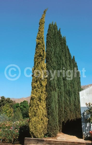 Unknown blooms; Evergreen; Needles or needle-like leaf