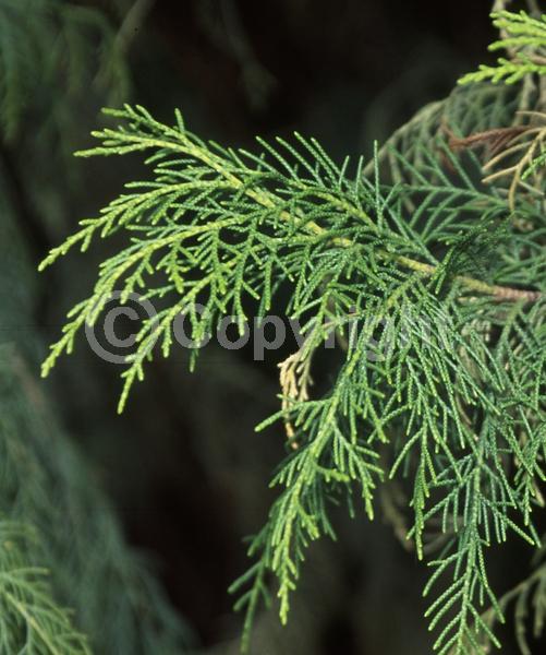 Evergreen; Needles or needle-like leaf