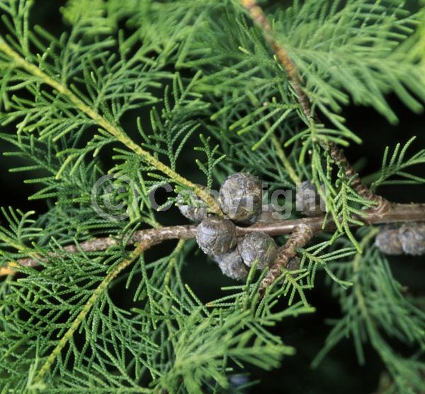 Evergreen; Needles or needle-like leaf