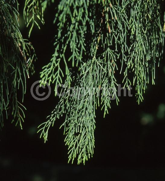 Evergreen; Needles or needle-like leaf
