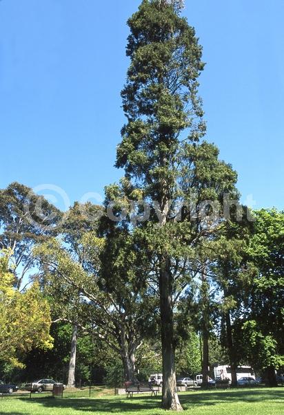 Evergreen; Needles or needle-like leaf