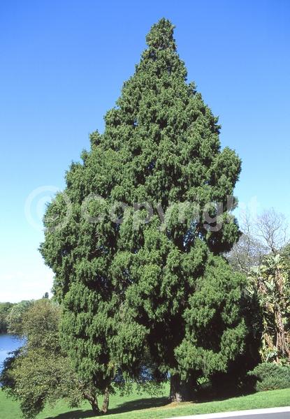 Evergreen; Needles or needle-like leaf