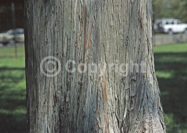 Evergreen; Needles or needle-like leaf
