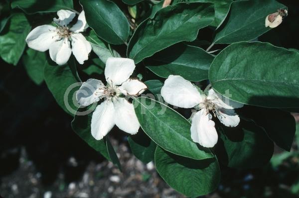 White blooms; Deciduous; Broadleaf