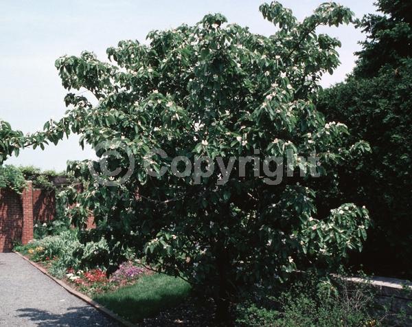 White blooms; Deciduous; Broadleaf