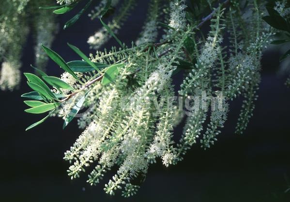 White blooms; Evergreen; North American Native