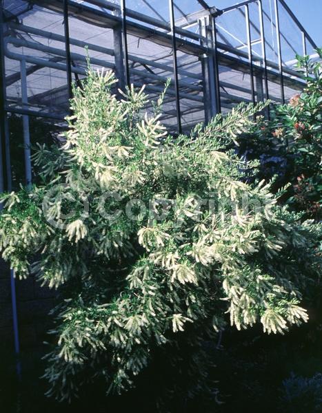 White blooms; Evergreen; North American Native