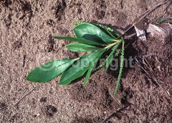 White blooms; Evergreen; Semi-evergreen; Deciduous; North American Native
