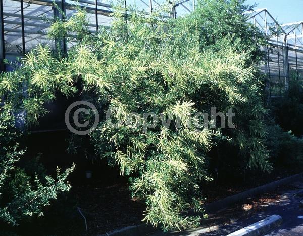 White blooms; Evergreen; Semi-evergreen; Deciduous; North American Native