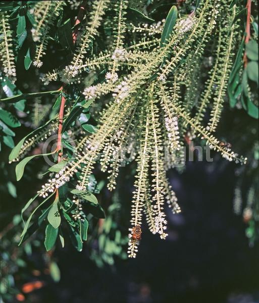 White blooms; Evergreen; Semi-evergreen; Deciduous; North American Native