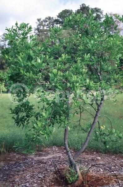 White blooms; Evergreen; Semi-evergreen; Deciduous; North American Native