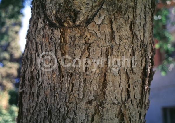 White blooms; Semi-evergreen