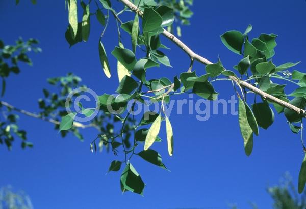 White blooms; Semi-evergreen