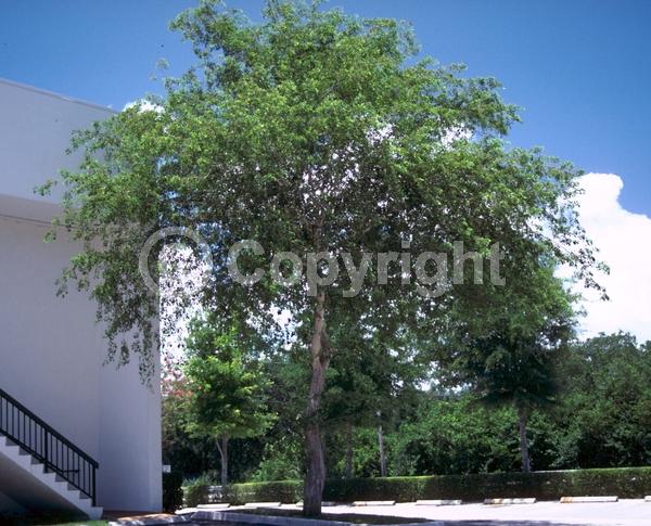 White blooms; Semi-evergreen