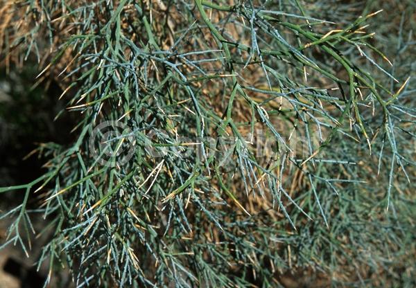 Purple blooms; Evergreen; North American Native