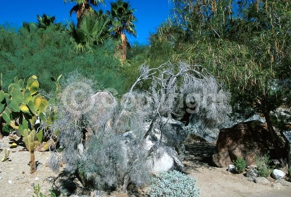 Purple blooms; Evergreen; North American Native
