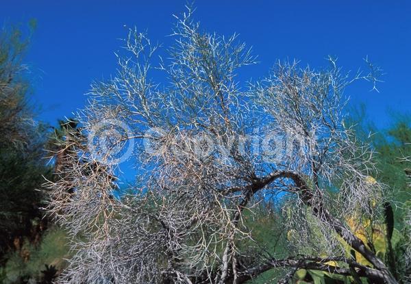 Purple blooms; Evergreen; North American Native