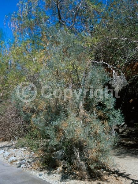 Purple blooms; Evergreen; North American Native
