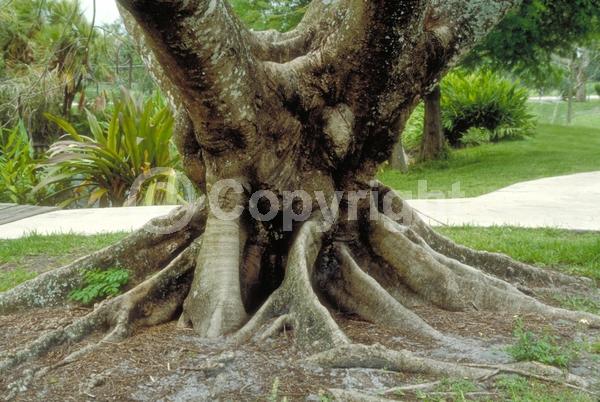 Red blooms; Orange blooms; Semi-evergreen