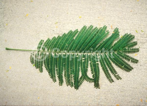 Red blooms; Orange blooms; Semi-evergreen