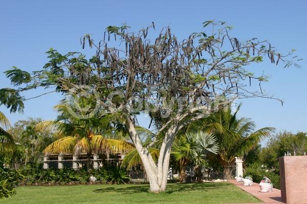 Red blooms; Orange blooms; Semi-evergreen