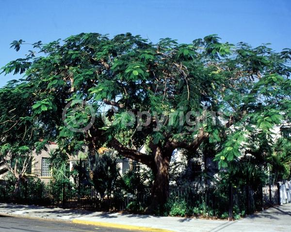 Red blooms; Orange blooms; Semi-evergreen