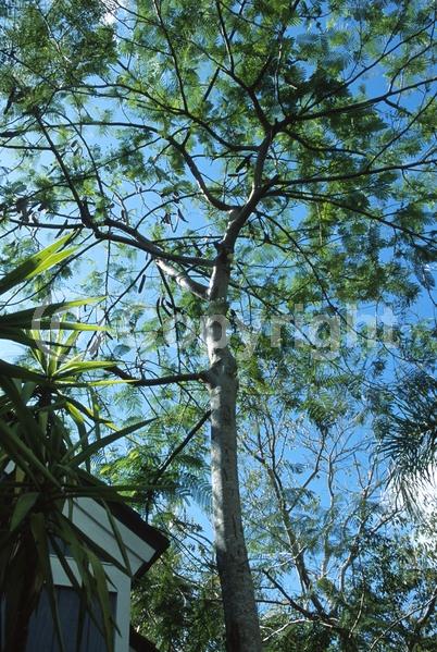Red blooms; Orange blooms; Semi-evergreen