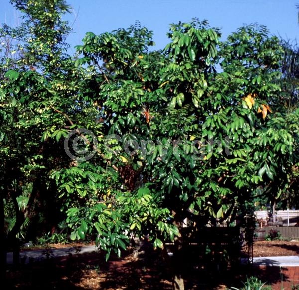 Yellow blooms; White blooms; Evergreen