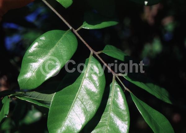 Yellow blooms; White blooms; Evergreen