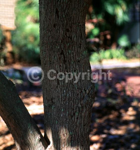 Yellow blooms; White blooms; Evergreen