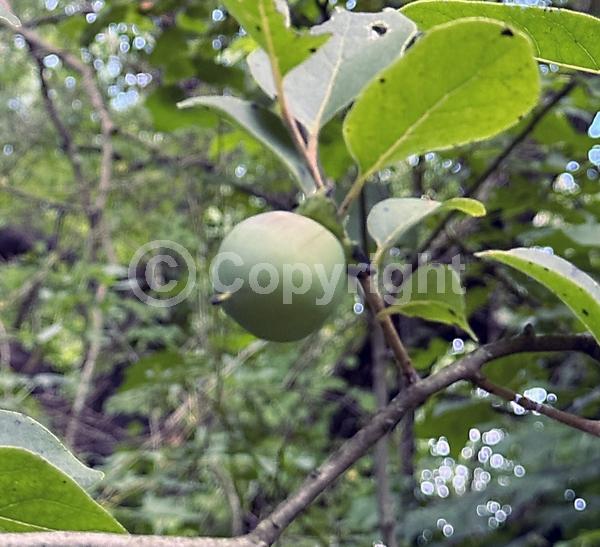White blooms; Deciduous; Broadleaf; North American Native