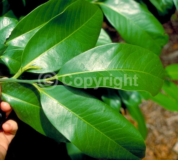 Yellow blooms; Green blooms; Evergreen; Needles or needle-like leaf; North American Native