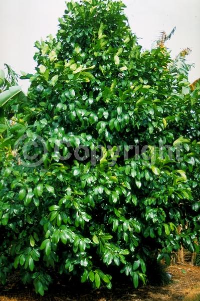 Yellow blooms; Green blooms; Evergreen; Needles or needle-like leaf; North American Native