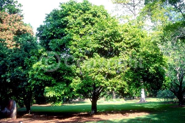 Evergreen; Needles or needle-like leaf